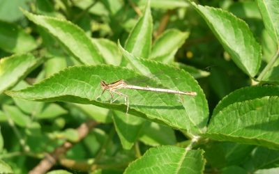 A la rencontre des arbres et arbustes de bord des eaux