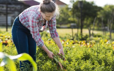 DirectFermiers31 : l’annuaire des producteurs en vente directe en Haute-Garonne