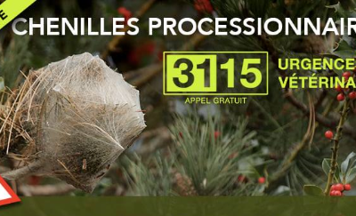 Attention aux chenilles processionnaires