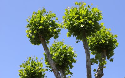 Travaux d’élagage et abattage