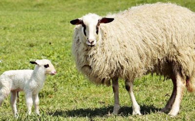 Réunion publique sur le projet d’éco-pâturage