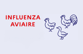 Epidémie de grippe aviaire : mesures sanitaires