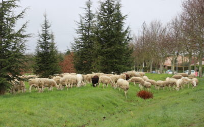 Transhumance – Dimanche 10 mars