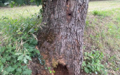 Abattage d’arbres chemin du Merle
