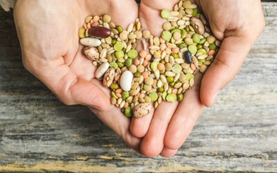 Installation d’une grainothèque à l’Hôtel de ville