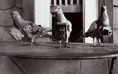 Conférence « Quand les pigeonniers étaient mobiles et les pigeons, des soldats » !