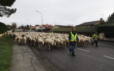 La grande transhumance – 4 mai 2025