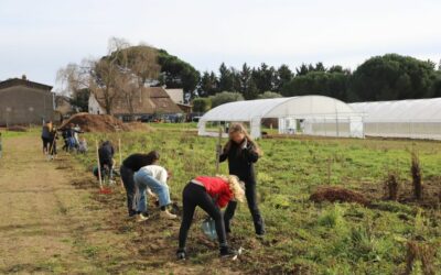 Ferme maraichère Bio – plantation de la haie