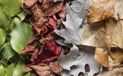 Déchets verts : Marc Péré adresse un courrier à Toulouse Métropole