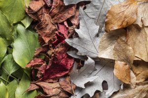 TM – Opération de broyage de vos déchets végétaux