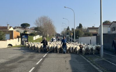 Des brebis à L’Union pour la transhumance 2026