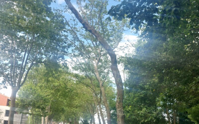 TM – Abattage d’un arbre avenue de Toulouse